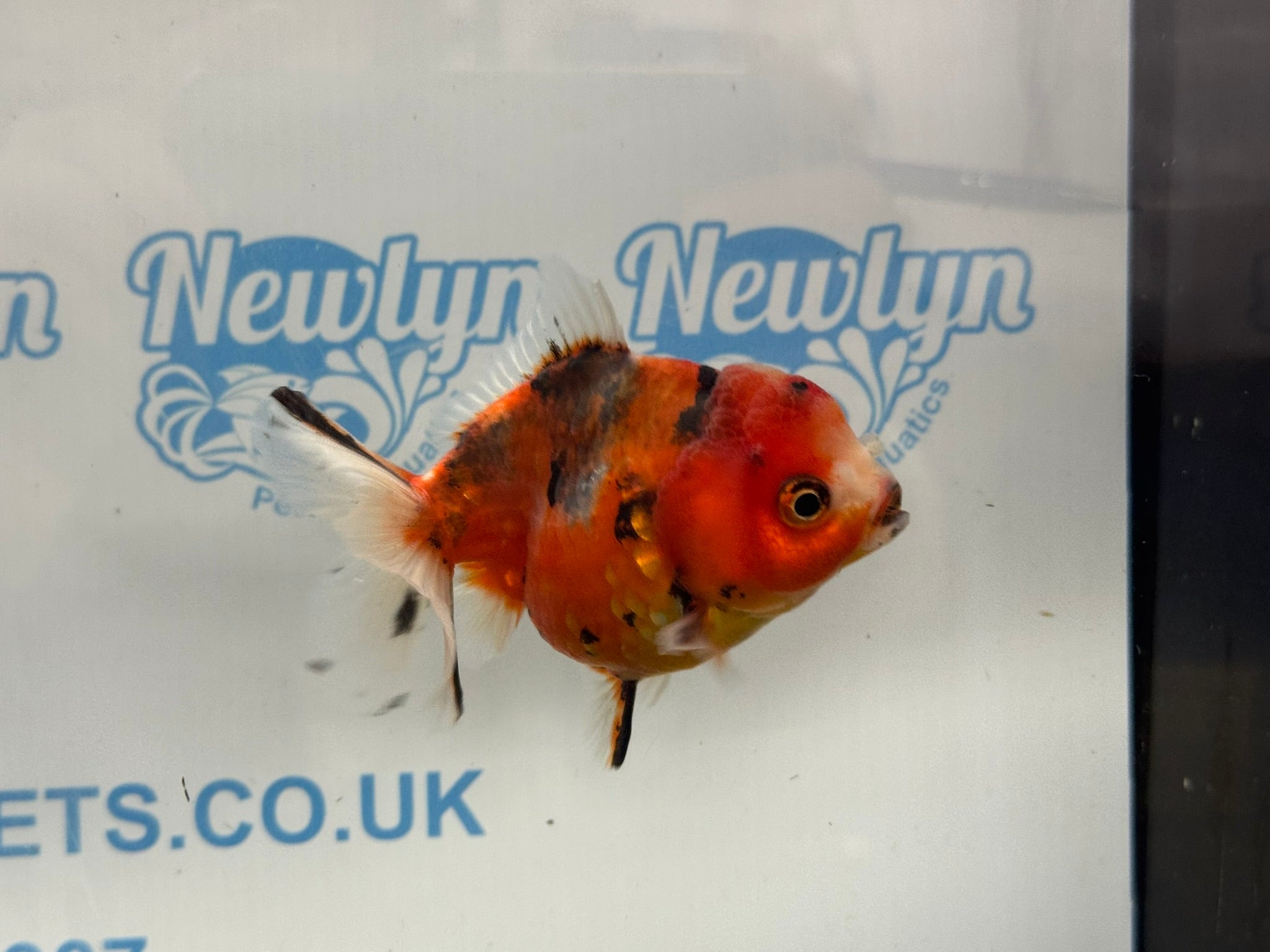 Oranda 10cm OR5 (Fish in photo) - Newlyn - pets - Newlyn - pets - 