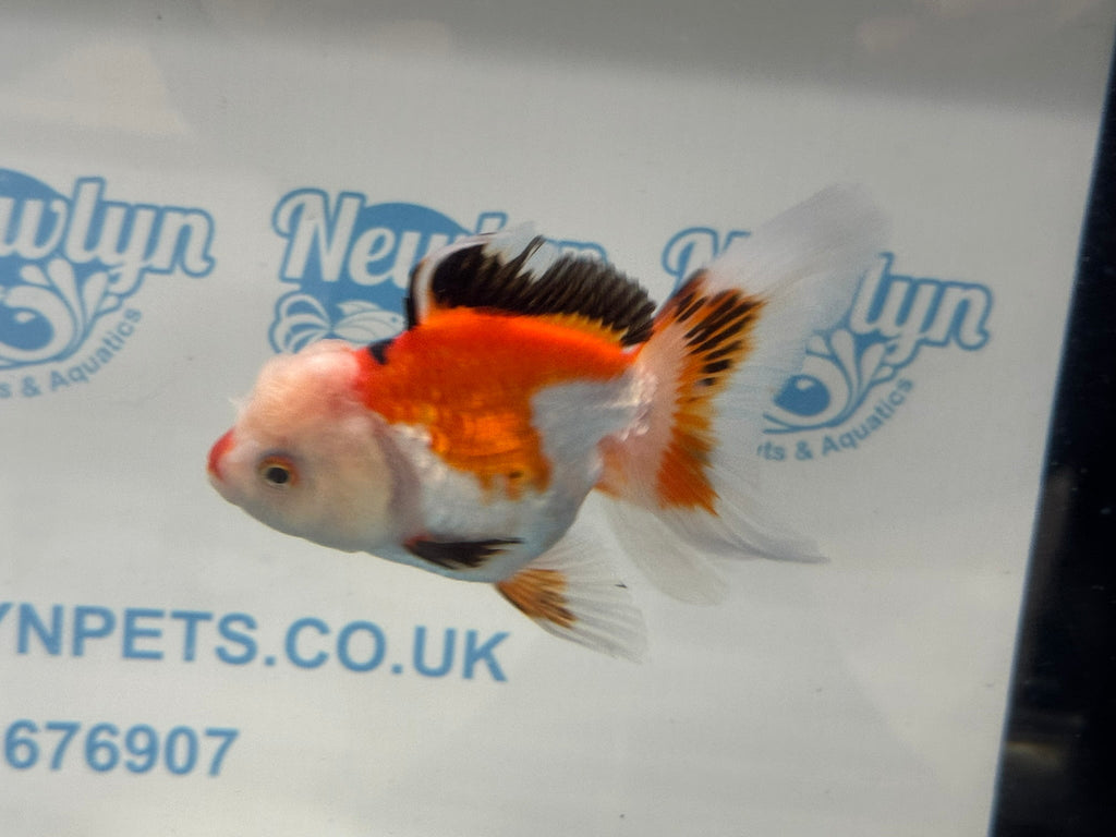 Oranda 11 - 12cm (Fish in photo) - Newlyn - pets - Newlyn - pets - 