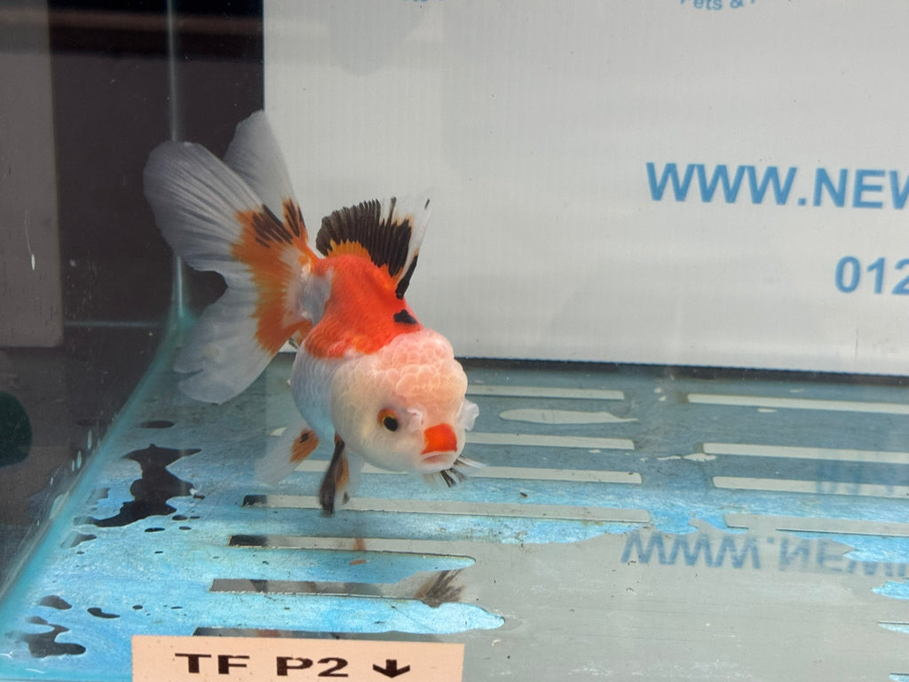 Oranda 11 - 12cm (Fish in photo) - Newlyn - pets - Newlyn - pets - 