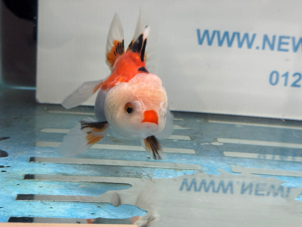 Oranda 11 - 12cm (Fish in photo) - Newlyn - pets - Newlyn - pets - 