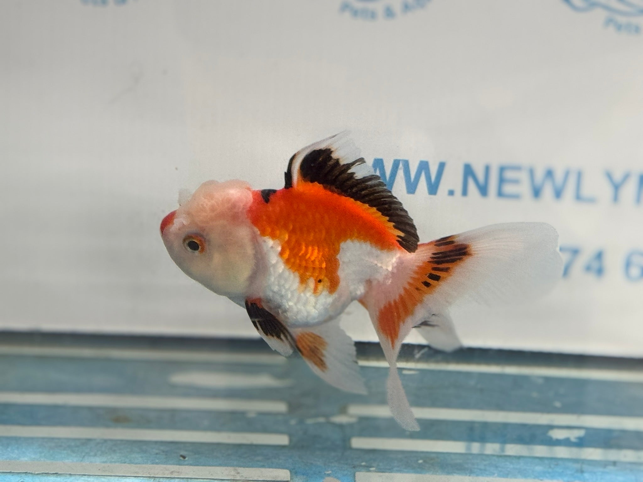 Oranda 11 - 12cm (Fish in photo) - Newlyn - pets - Newlyn - pets - 