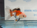 Oranda 11 - 12cm (Fish in photo) - Newlyn - pets - Newlyn - pets - 