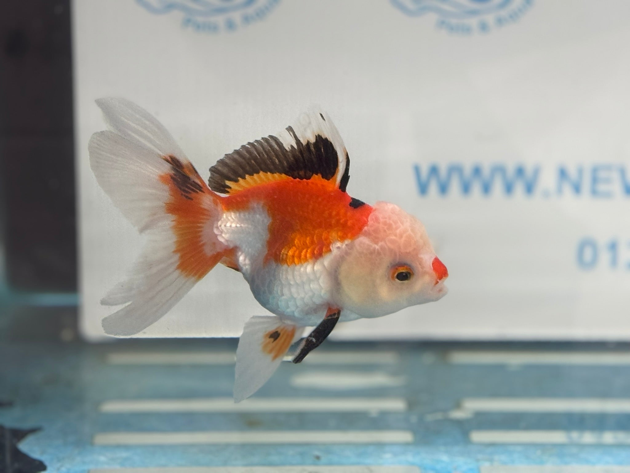 Oranda 11 - 12cm (Fish in photo) - Newlyn - pets - Newlyn - pets - 