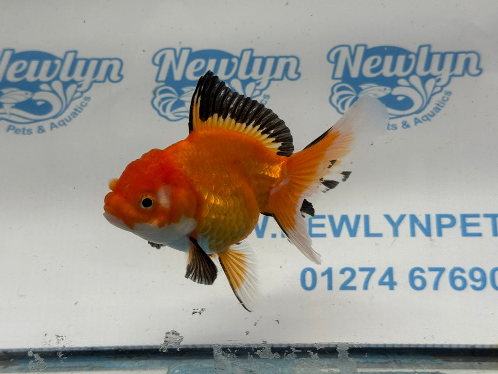 Oranda 11cm OR7 (Fish in photo) - Newlyn - pets - Newlyn - pets - 