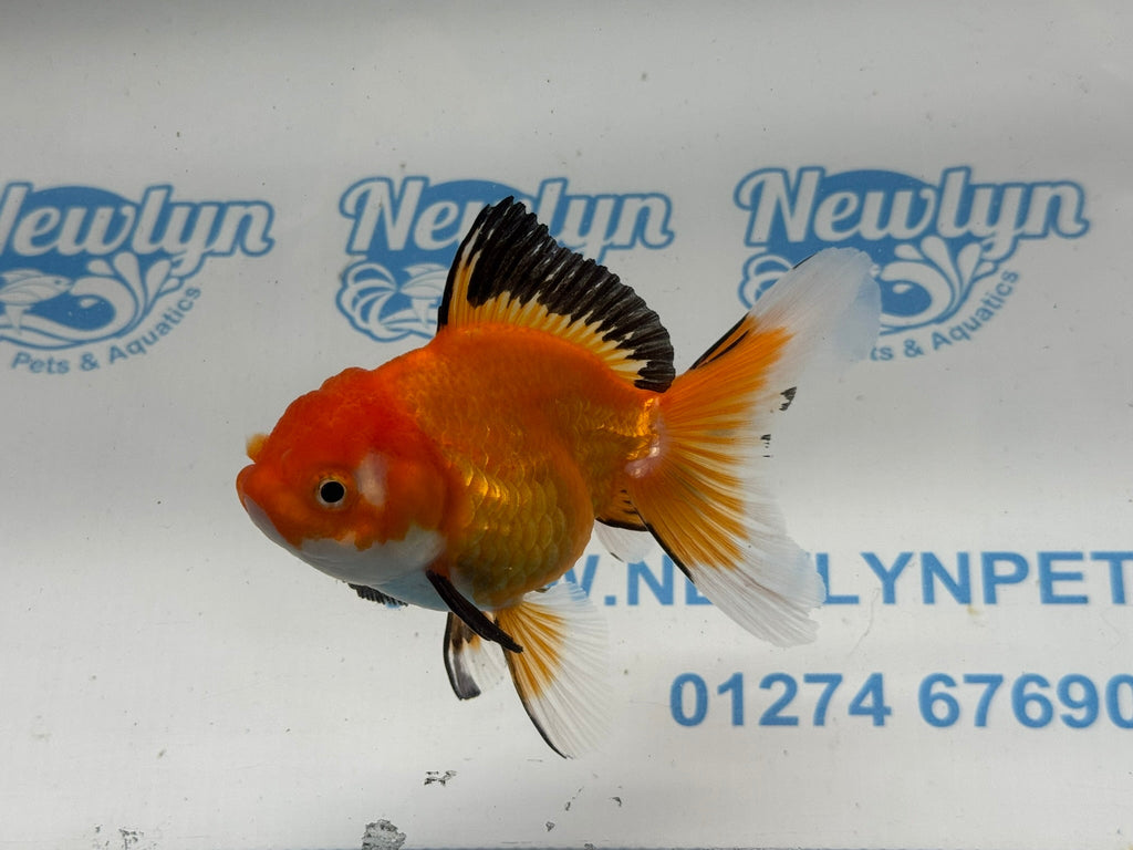 Oranda 11cm OR7 (Fish in photo) - Newlyn - pets - Newlyn - pets - 