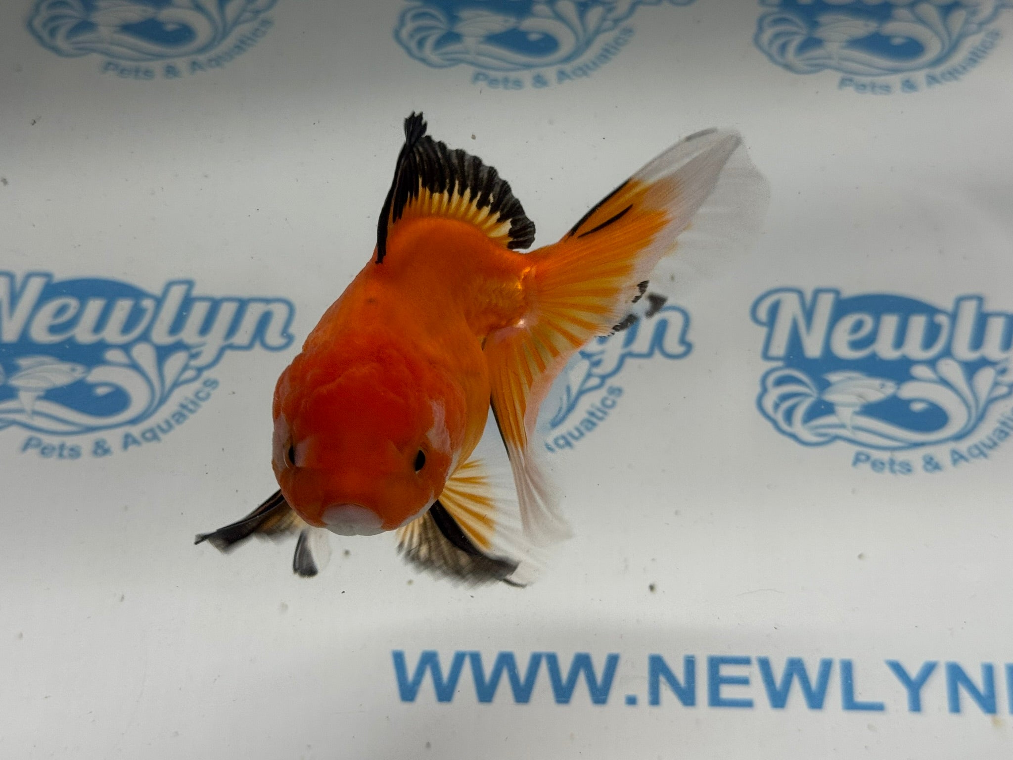 Oranda 11cm OR7 (Fish in photo) - Newlyn - pets - Newlyn - pets - 