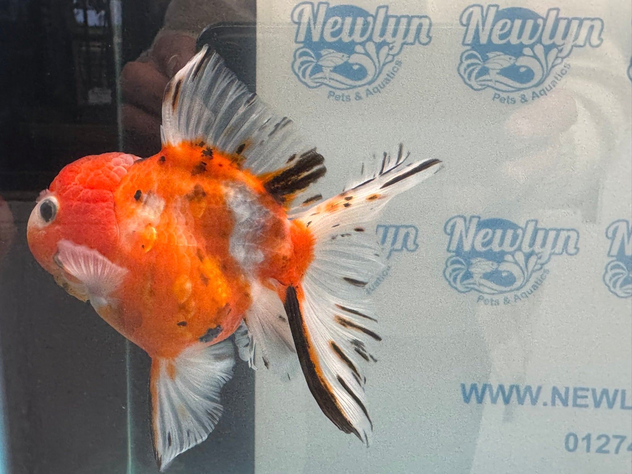 Oranda 12 - 13cm OR1 (Fish in photo) - Newlyn - pets - Newlyn - pets - 