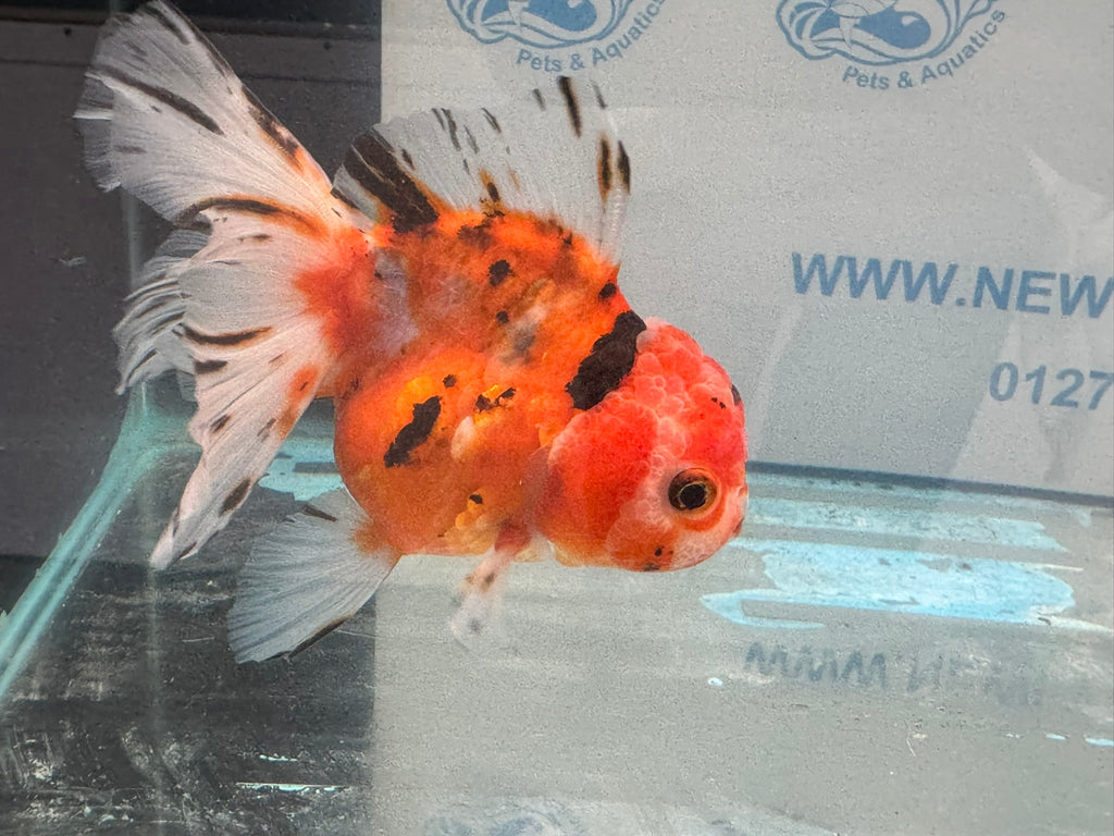 Oranda 12 - 13cm OR1 (Fish in photo) - Newlyn - pets - Newlyn - pets - 