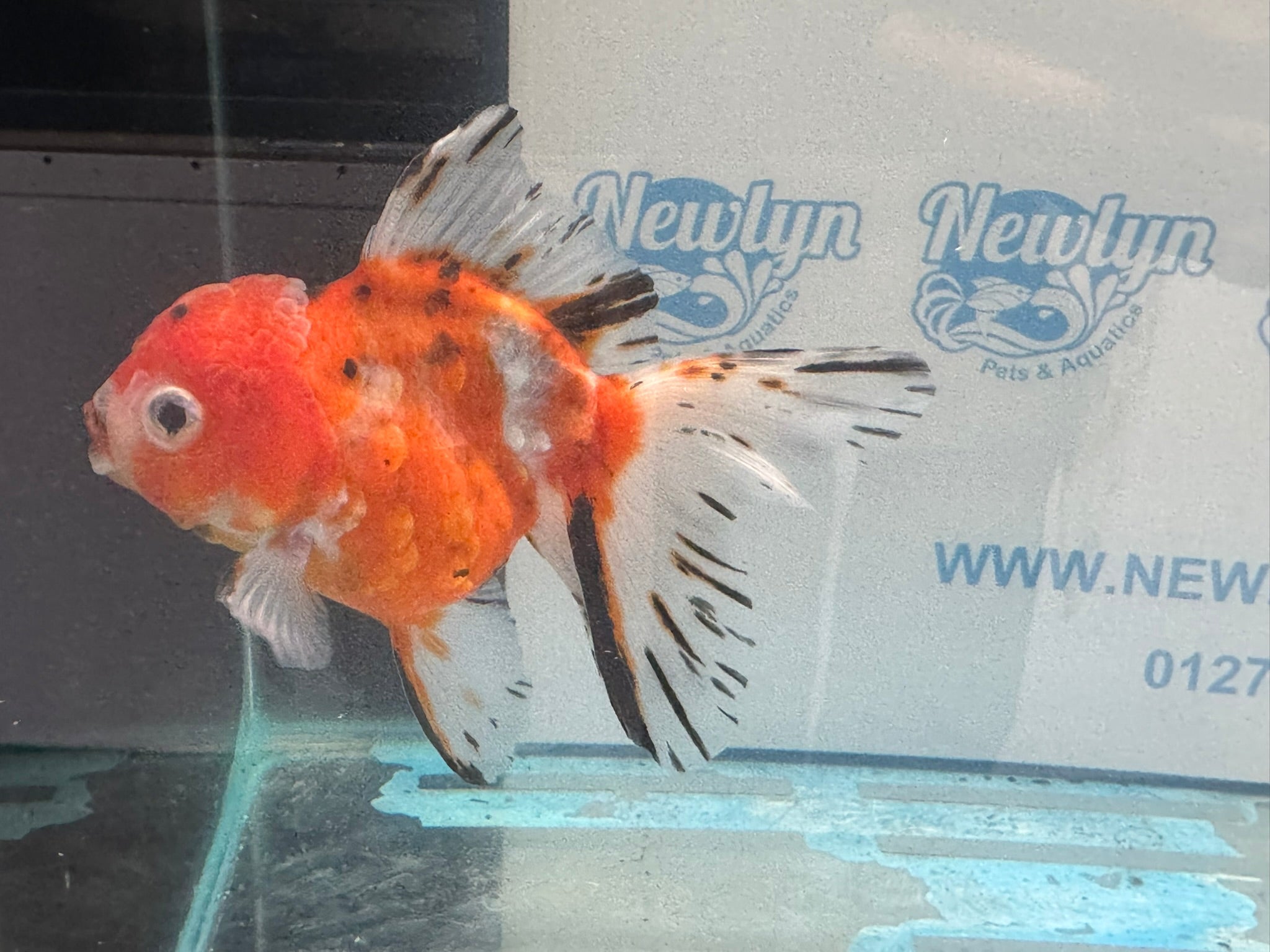 Oranda 12 - 13cm OR1 (Fish in photo) - Newlyn - pets - Newlyn - pets - 