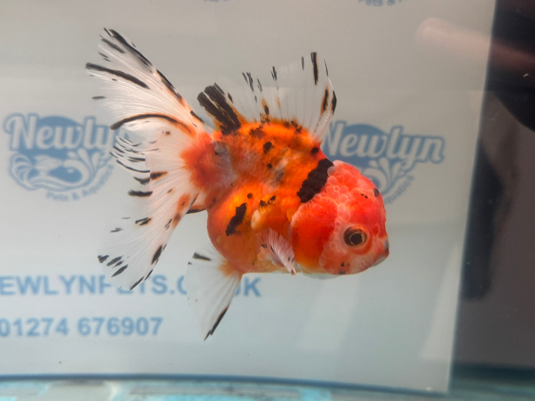 Oranda 12 - 13cm OR1 (Fish in photo) - Newlyn - pets - Newlyn - pets - 
