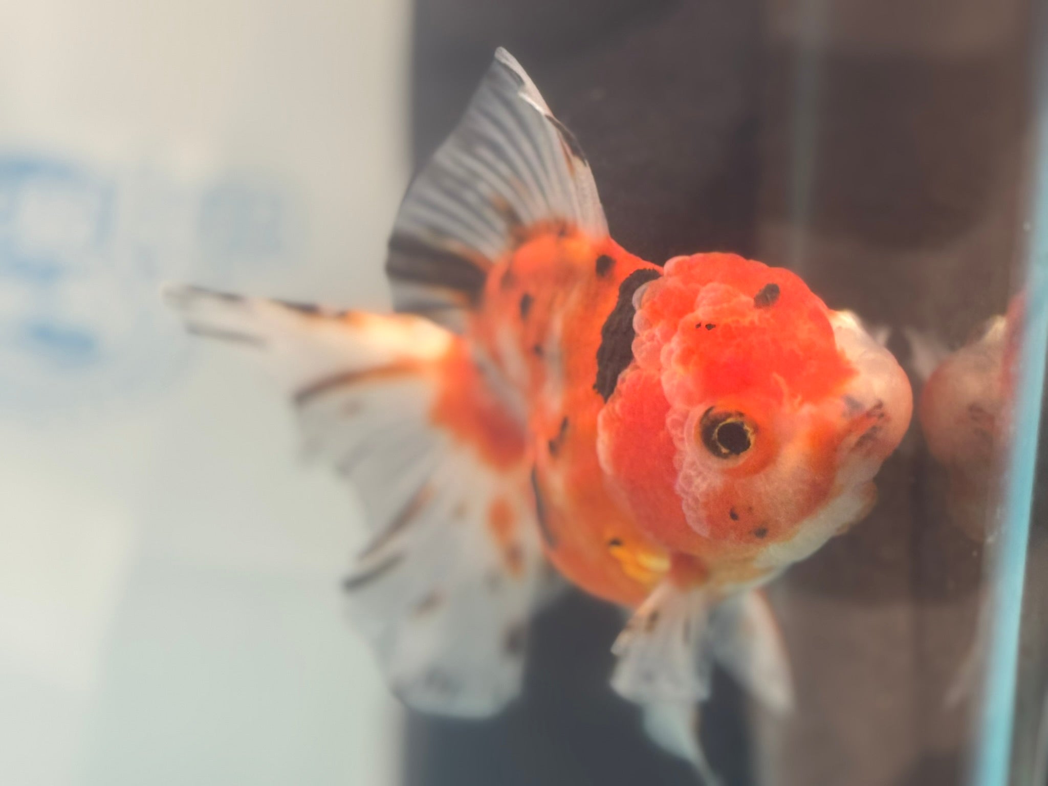 Oranda 12 - 13cm OR1 (Fish in photo) - Newlyn - pets - Newlyn - pets - 