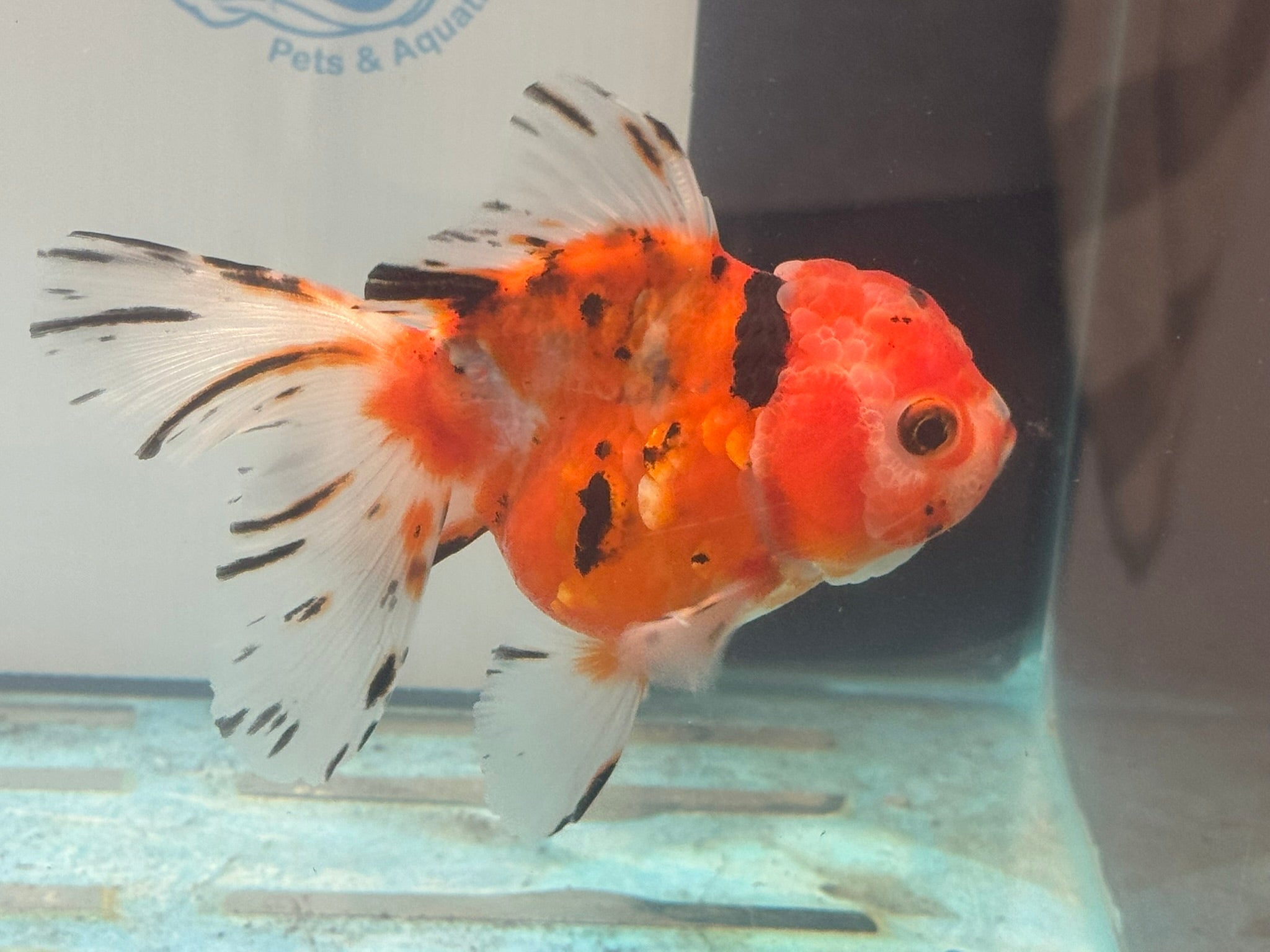 Oranda 12 - 13cm OR1 (Fish in photo) - Newlyn - pets - Newlyn - pets - 