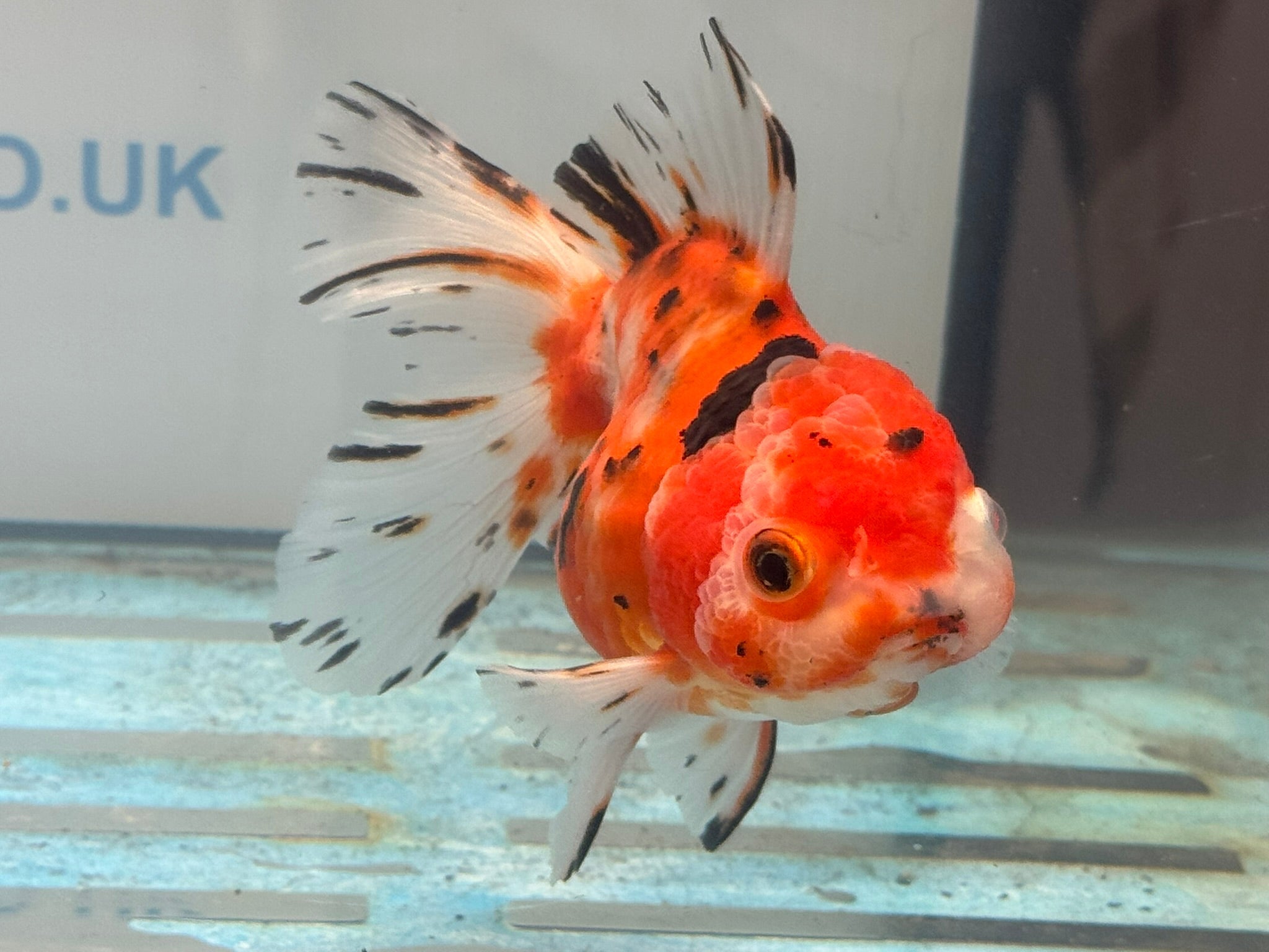 Oranda 12 - 13cm OR1 (Fish in photo) - Newlyn - pets - Newlyn - pets - 