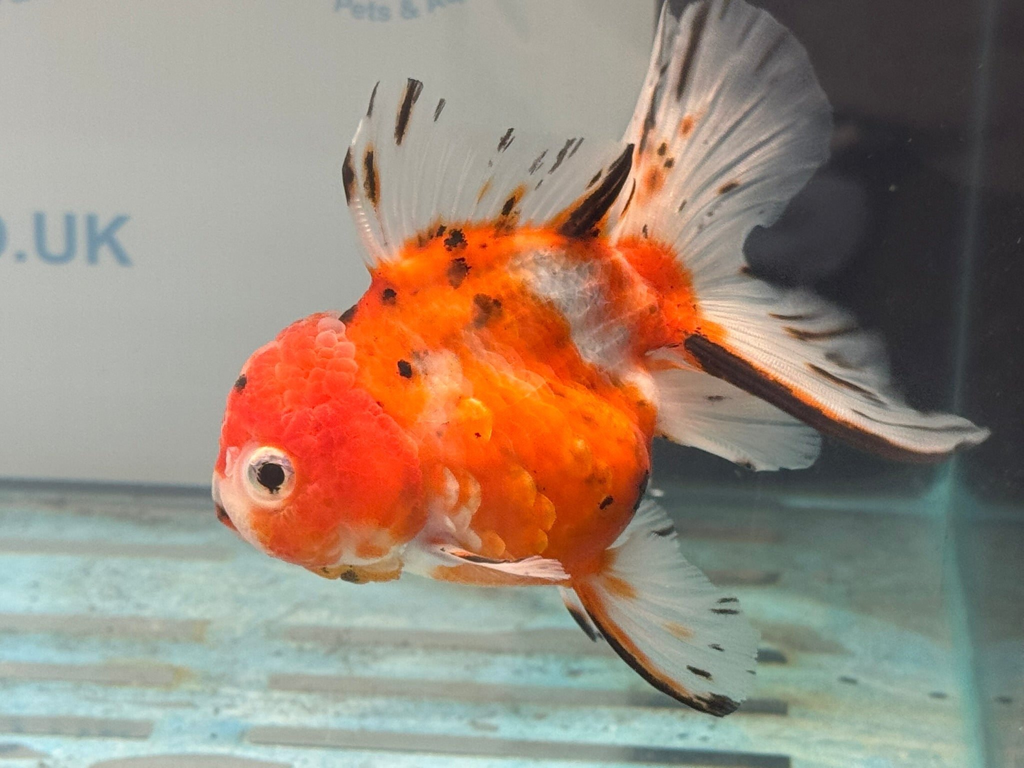 Oranda 12 - 13cm OR1 (Fish in photo) - Newlyn - pets - Newlyn - pets - 