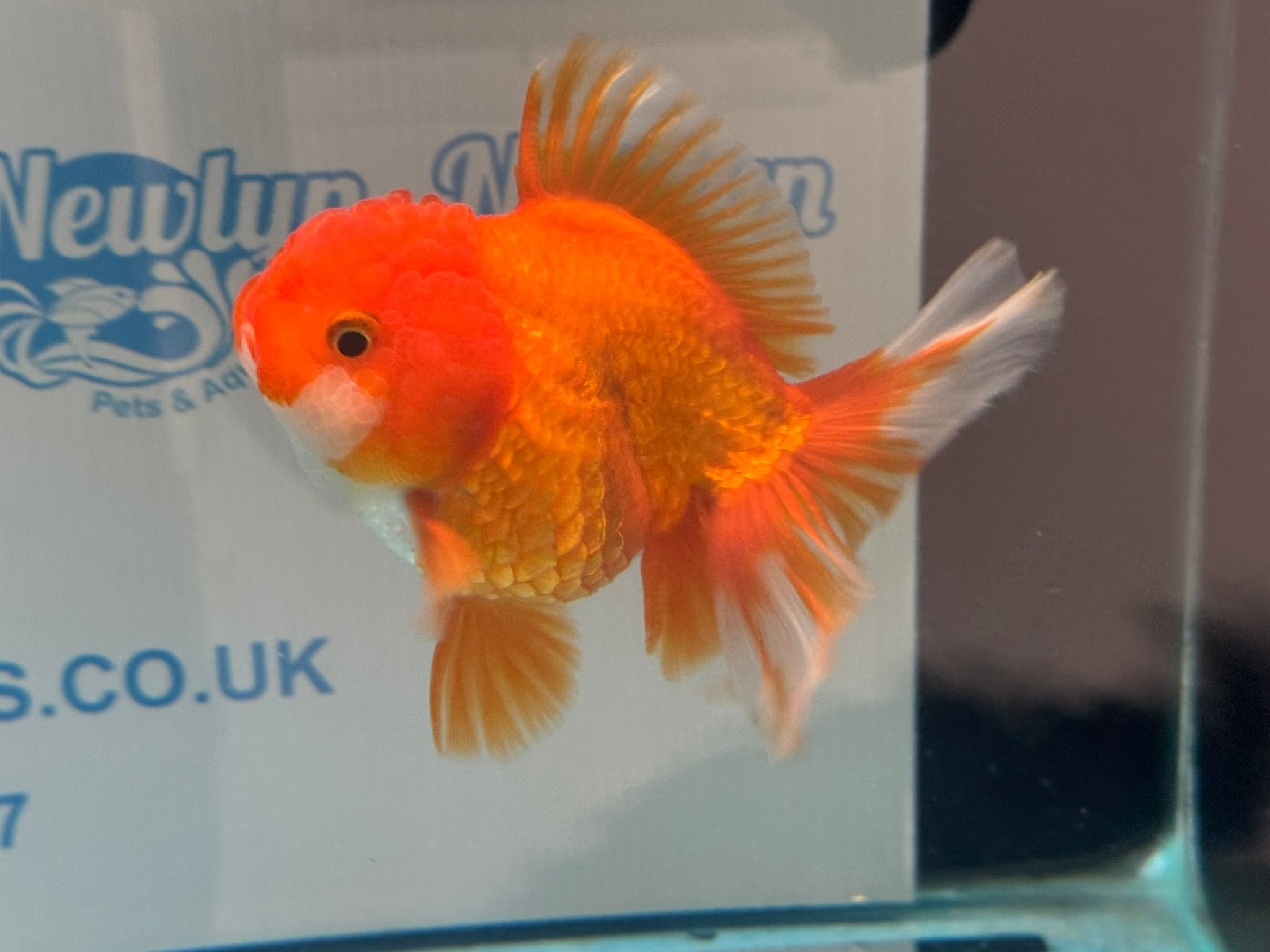 Oranda 12 - 13cm OR11hg (Fish in photo) - Newlyn - pets - Newlyn - pets - 