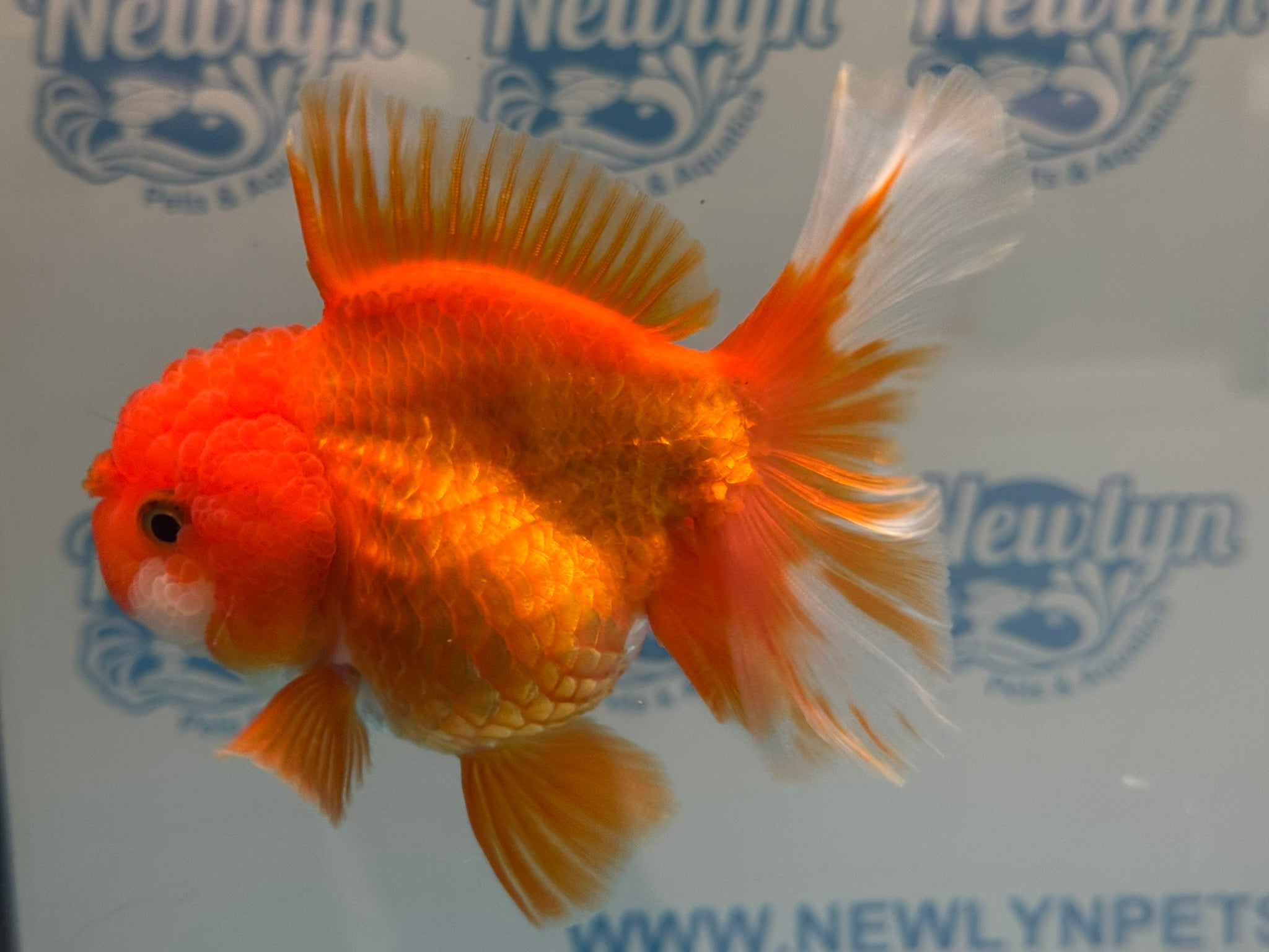 Oranda 12 - 13cm OR11hg (Fish in photo) - Newlyn - pets - Newlyn - pets - 