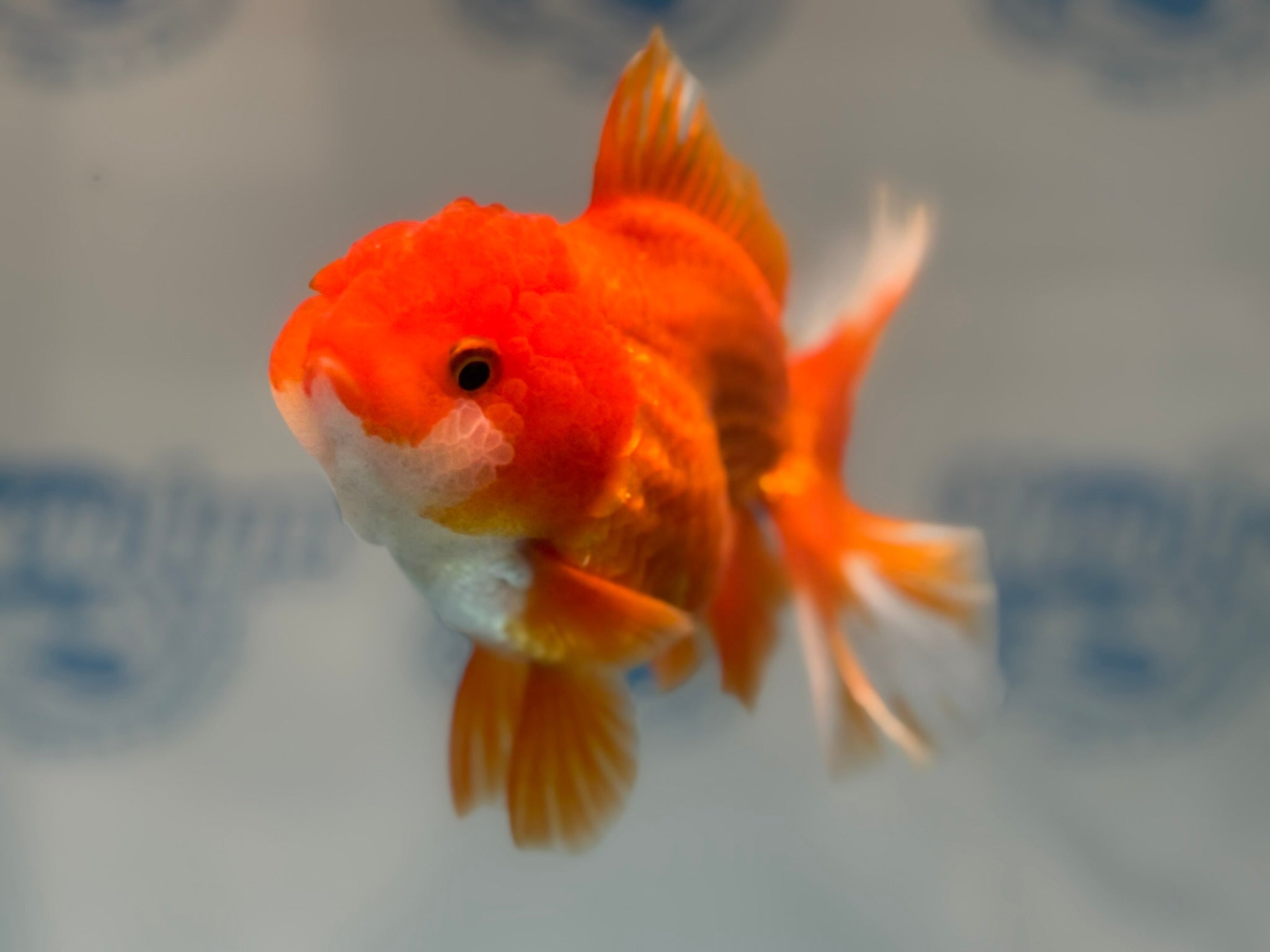 Oranda 12 - 13cm OR11hg (Fish in photo) - Newlyn - pets - Newlyn - pets - 