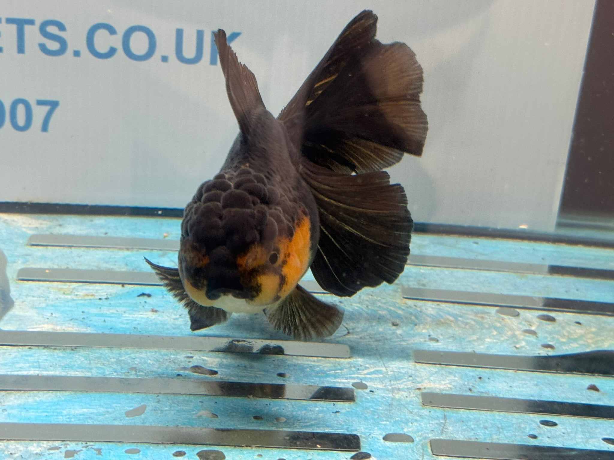 Oranda 13 - 14cm OR4 (Fish in photo) - Newlyn - pets - Newlyn - pets - 