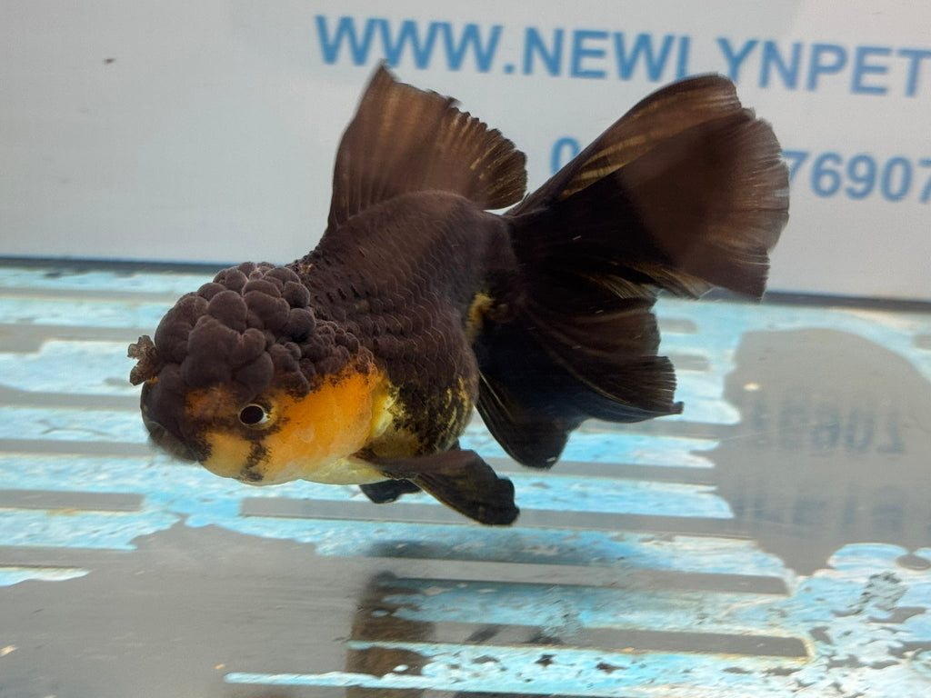 Oranda 13 - 14cm OR4 (Fish in photo) - Newlyn - pets - Newlyn - pets - 