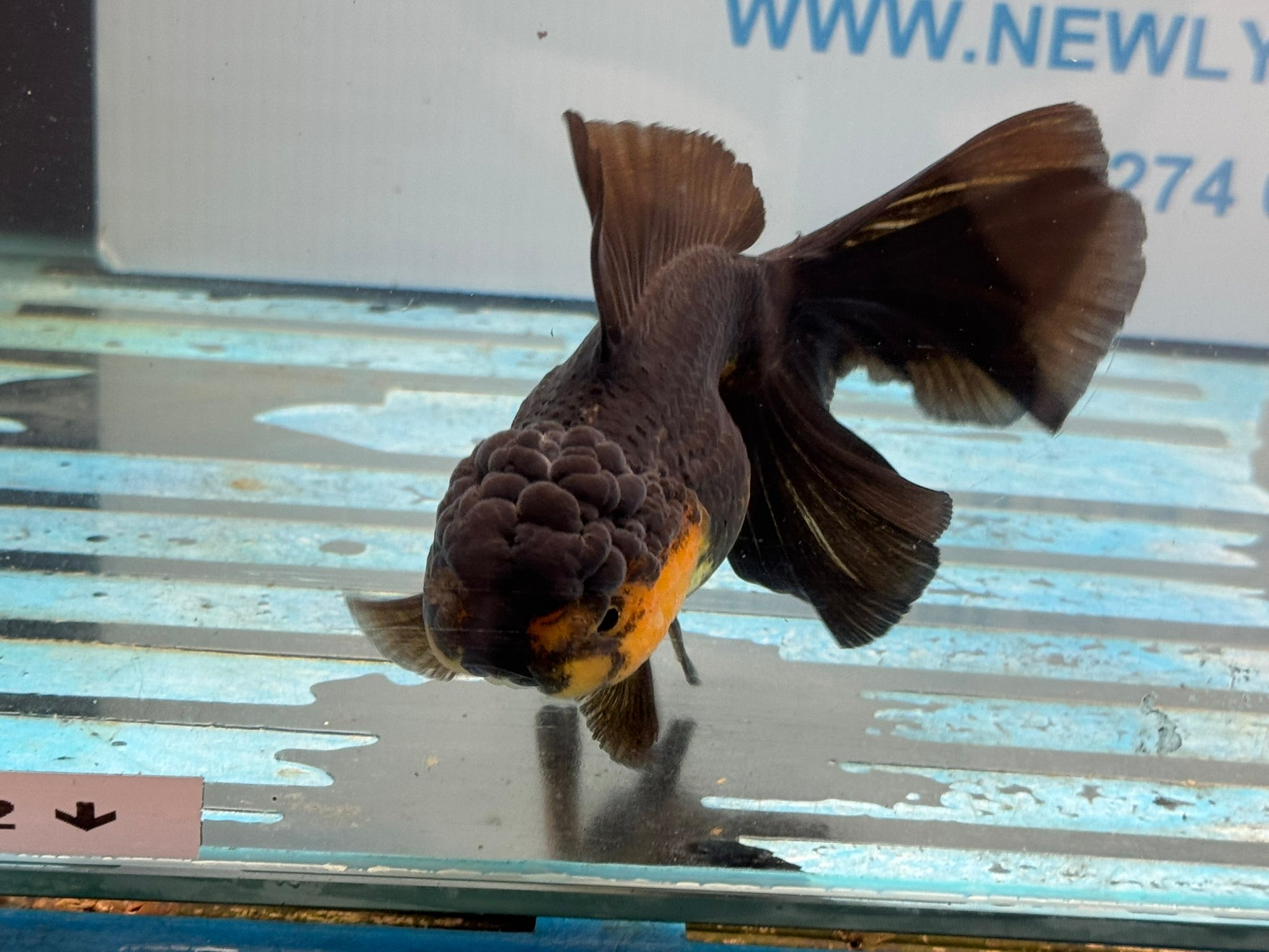 Oranda 13 - 14cm OR4 (Fish in photo) - Newlyn - pets - Newlyn - pets - 
