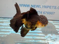 Oranda 13 - 14cm OR4 (Fish in photo) - Newlyn - pets - Newlyn - pets - 