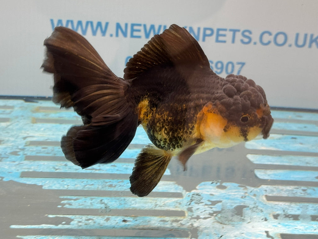 Oranda 13 - 14cm OR4 (Fish in photo) - Newlyn - pets - Newlyn - pets - 