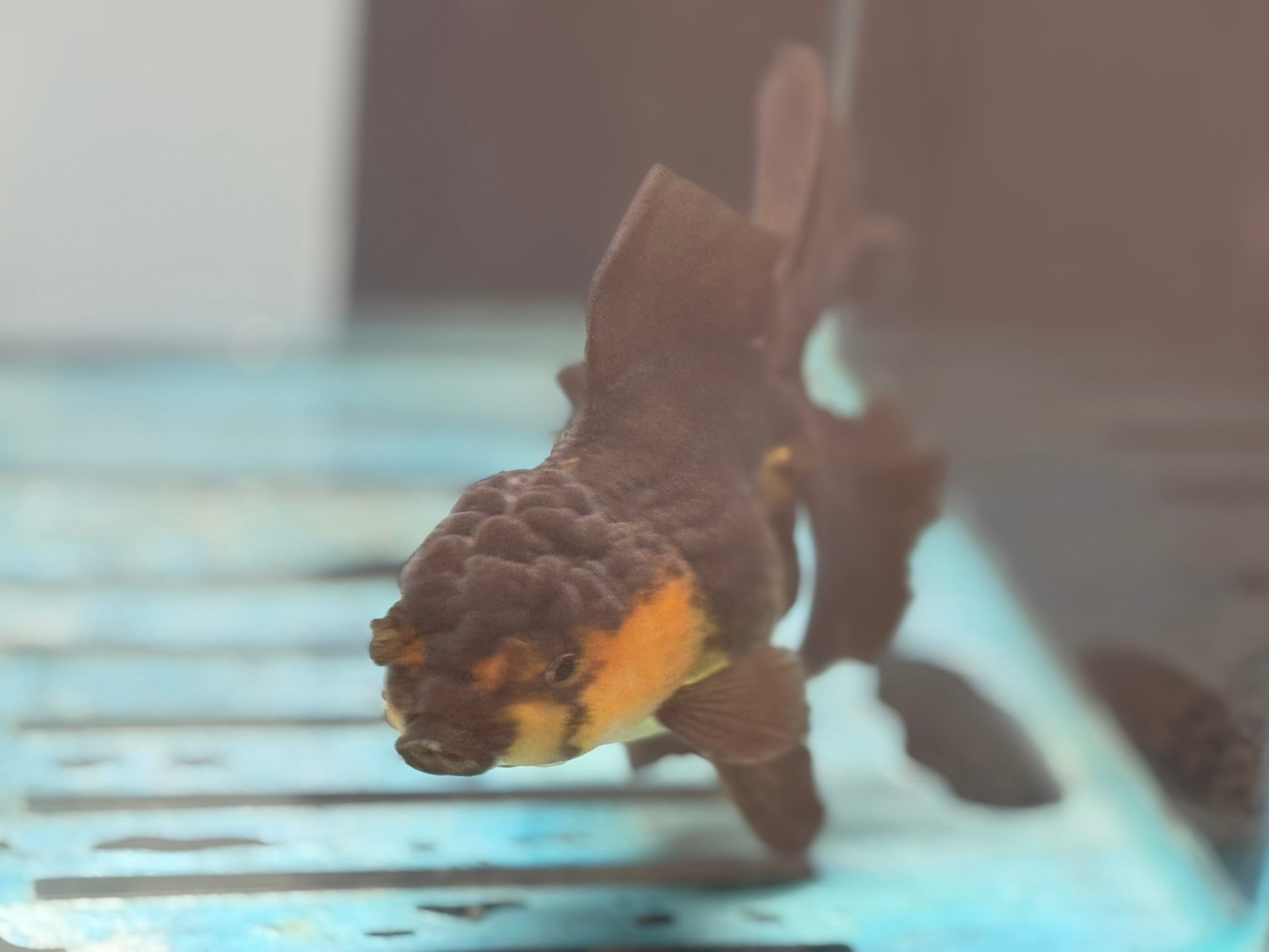 Oranda 13 - 14cm OR4 (Fish in photo) - Newlyn - pets - Newlyn - pets - 