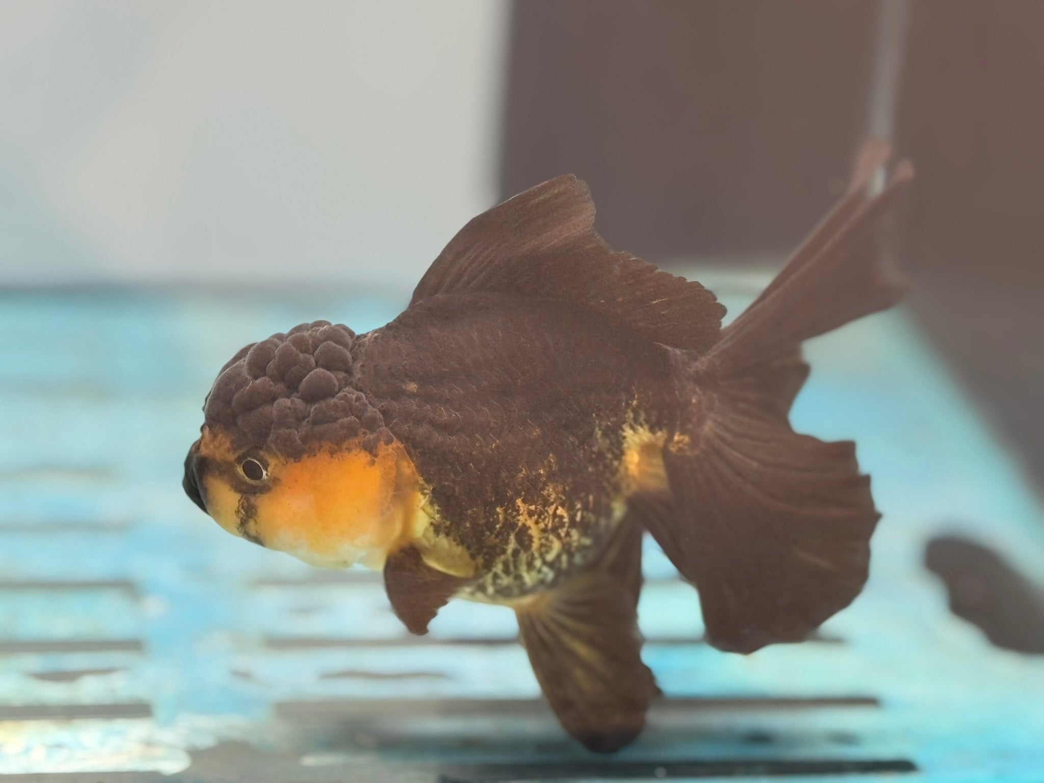Oranda 13 - 14cm OR4 (Fish in photo) - Newlyn - pets - Newlyn - pets - 