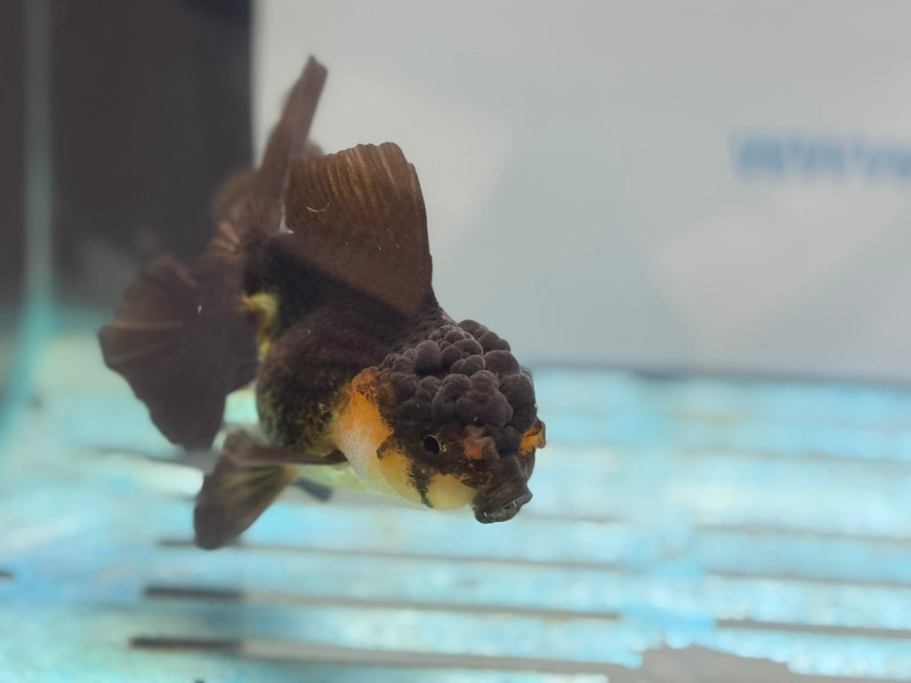 Oranda 13 - 14cm OR4 (Fish in photo) - Newlyn - pets - Newlyn - pets - 
