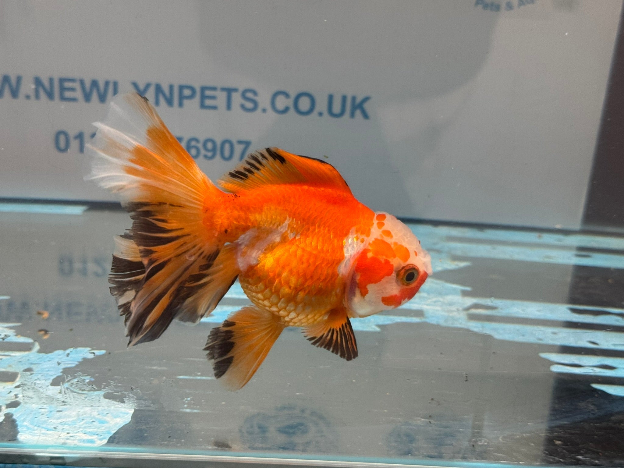 Oranda 13cm OR14 (Fish in photo) - Newlyn - pets - Newlyn - pets - 