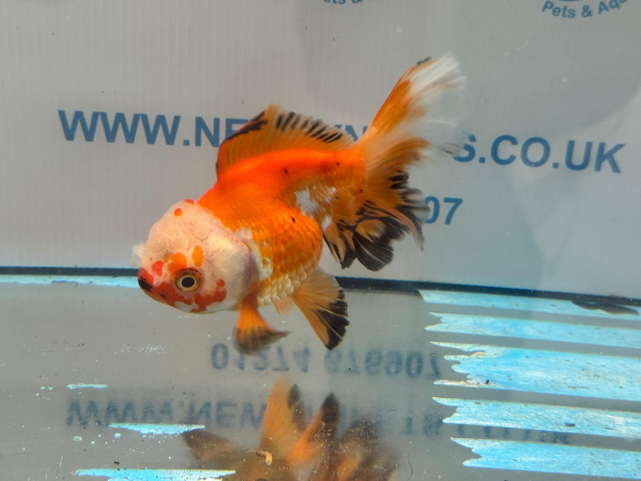 Oranda 13cm OR14 (Fish in photo) - Newlyn - pets - Newlyn - pets - 