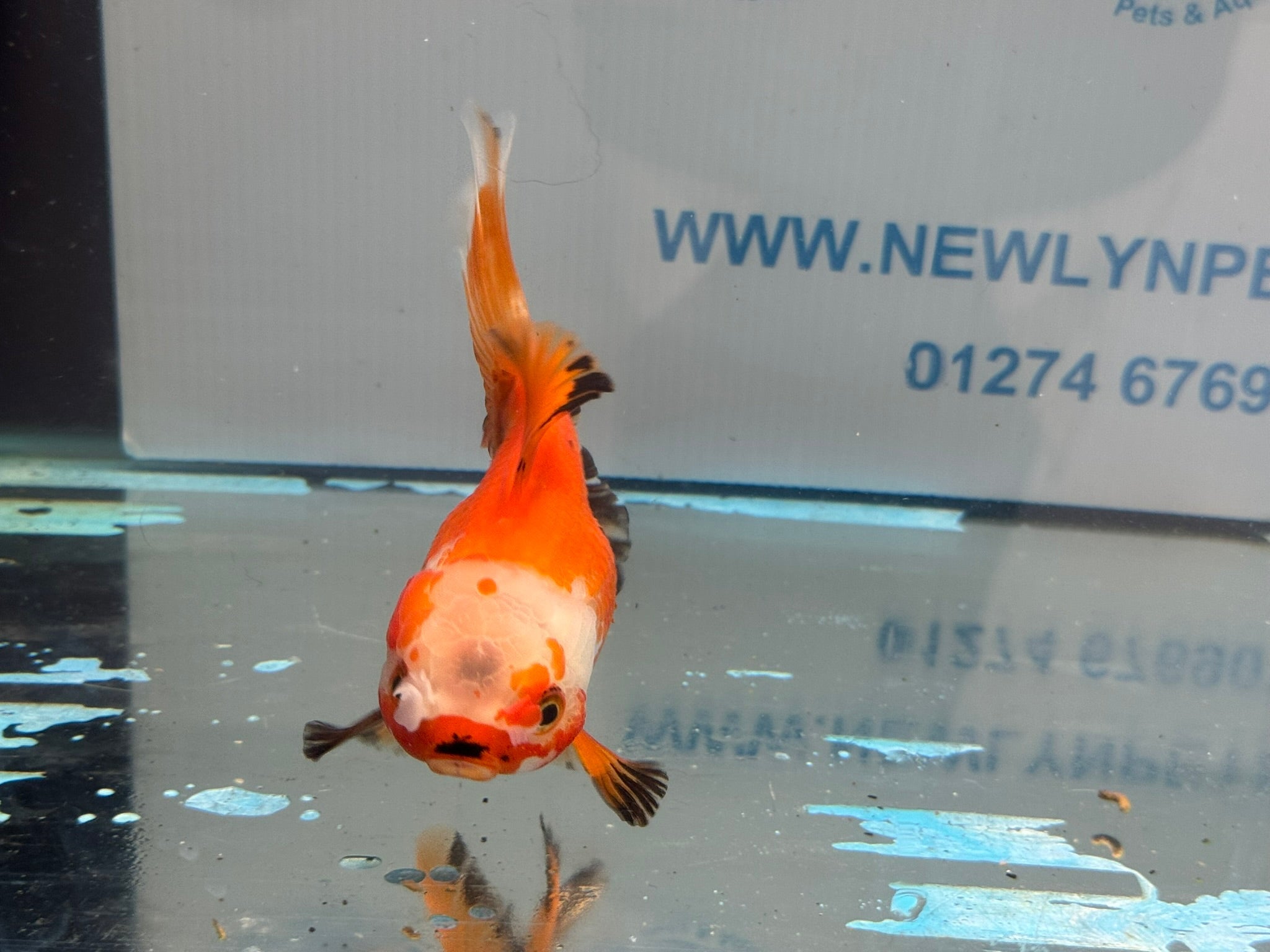 Oranda 13cm OR14 (Fish in photo) - Newlyn - pets - Newlyn - pets - 