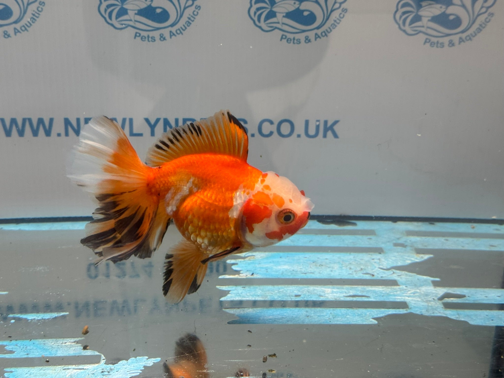 Oranda 13cm OR14 (Fish in photo) - Newlyn - pets - Newlyn - pets - 