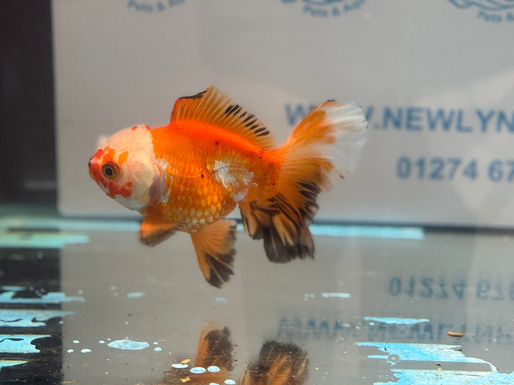 Oranda 13cm OR14 (Fish in photo) - Newlyn - pets - Newlyn - pets - 