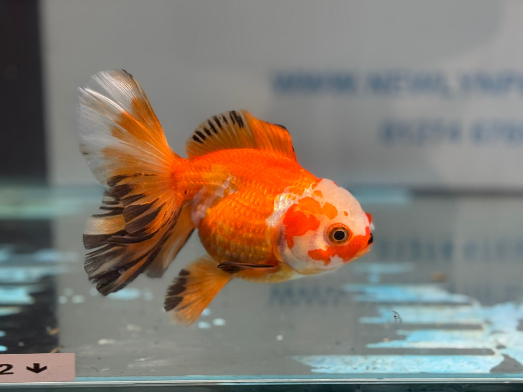 Oranda 13cm OR14 (Fish in photo) - Newlyn - pets - Newlyn - pets - 