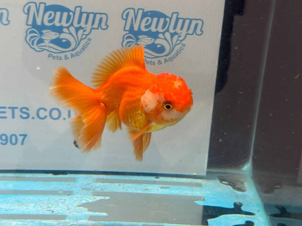 Oranda 13cm OR17 (Fish in photo) - Newlyn - pets - Newlyn - pets - 