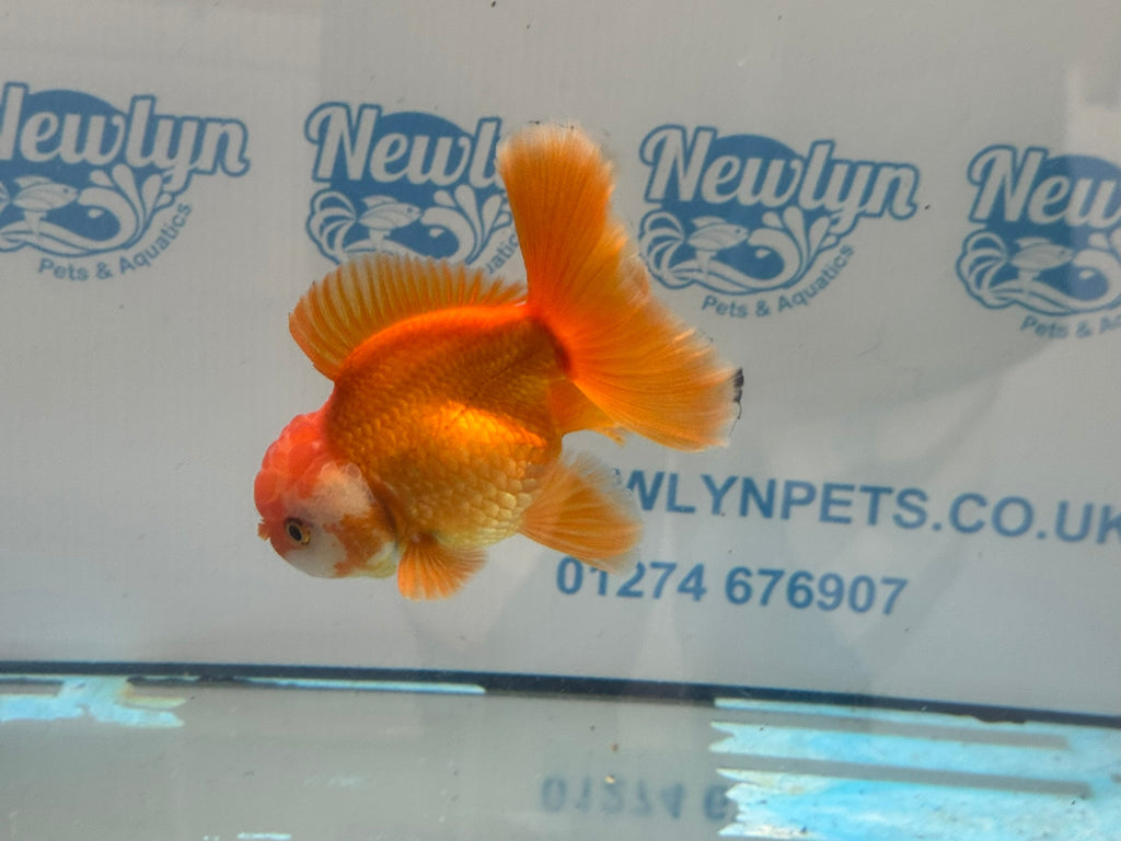 Oranda 13cm OR17 (Fish in photo) - Newlyn - pets - Newlyn - pets - 
