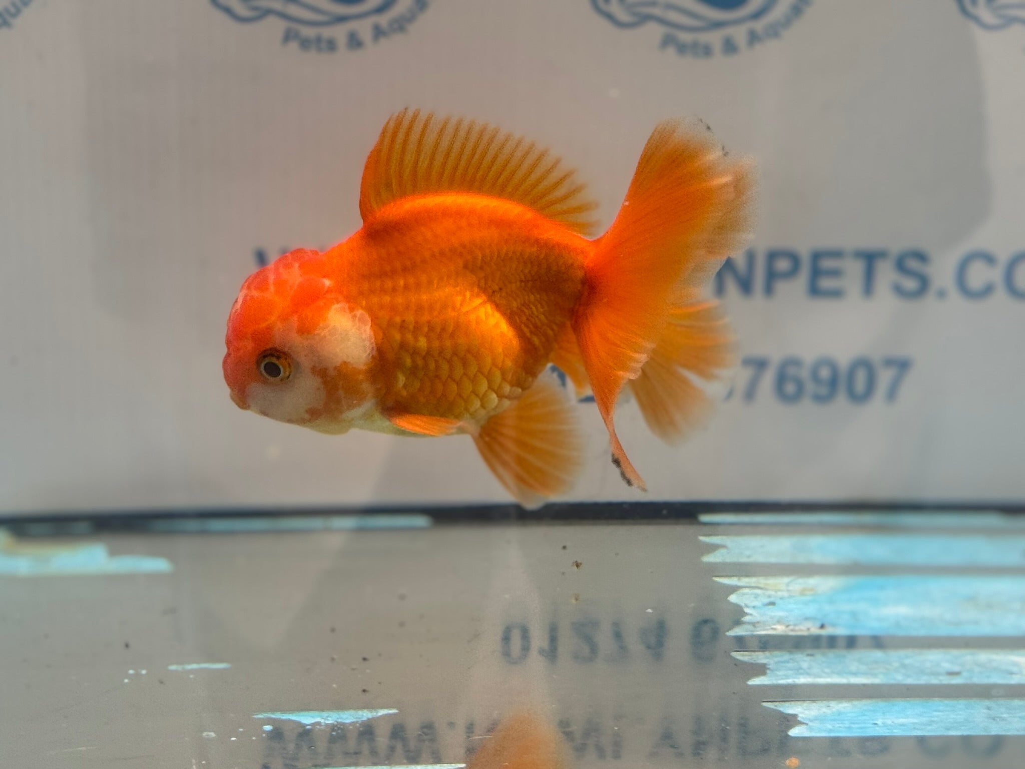 Oranda 13cm OR17 (Fish in photo) - Newlyn - pets - Newlyn - pets - 