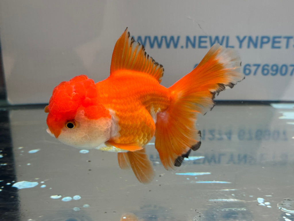 Oranda 13cm OR2 (Fish in photo) - Newlyn - pets - Newlyn - pets - 