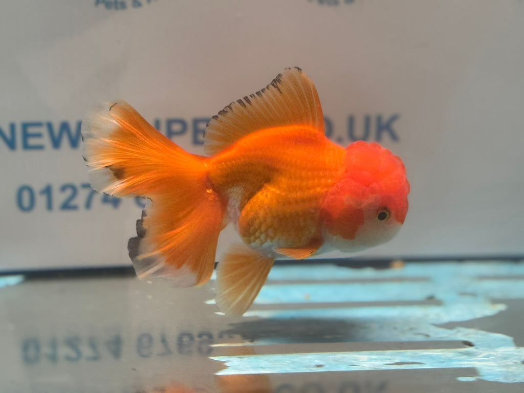 Oranda 13cm OR2 (Fish in photo) - Newlyn - pets - Newlyn - pets - 