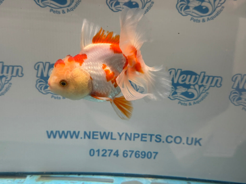 Oranda 13cm OR5 (Fish in photo) - Newlyn - pets - Newlyn - pets - 