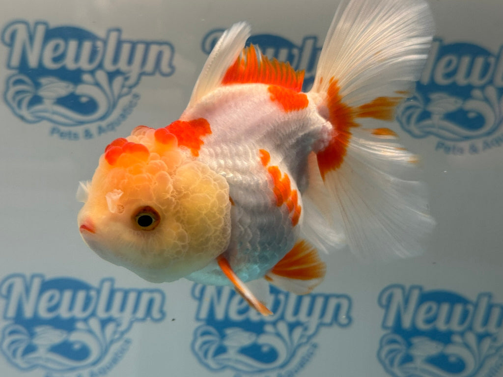 Oranda 13cm OR5 (Fish in photo) - Newlyn - pets - Newlyn - pets - 