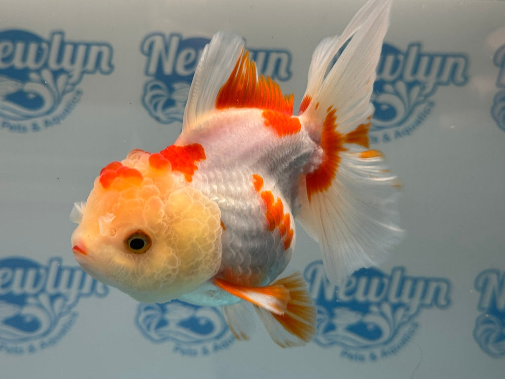 Oranda 13cm OR5 (Fish in photo) - Newlyn - pets - Newlyn - pets - 
