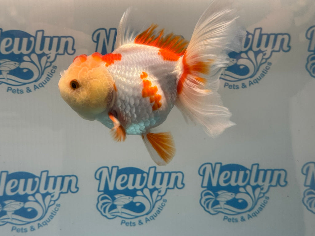Oranda 13cm OR5 (Fish in photo) - Newlyn - pets - Newlyn - pets - 
