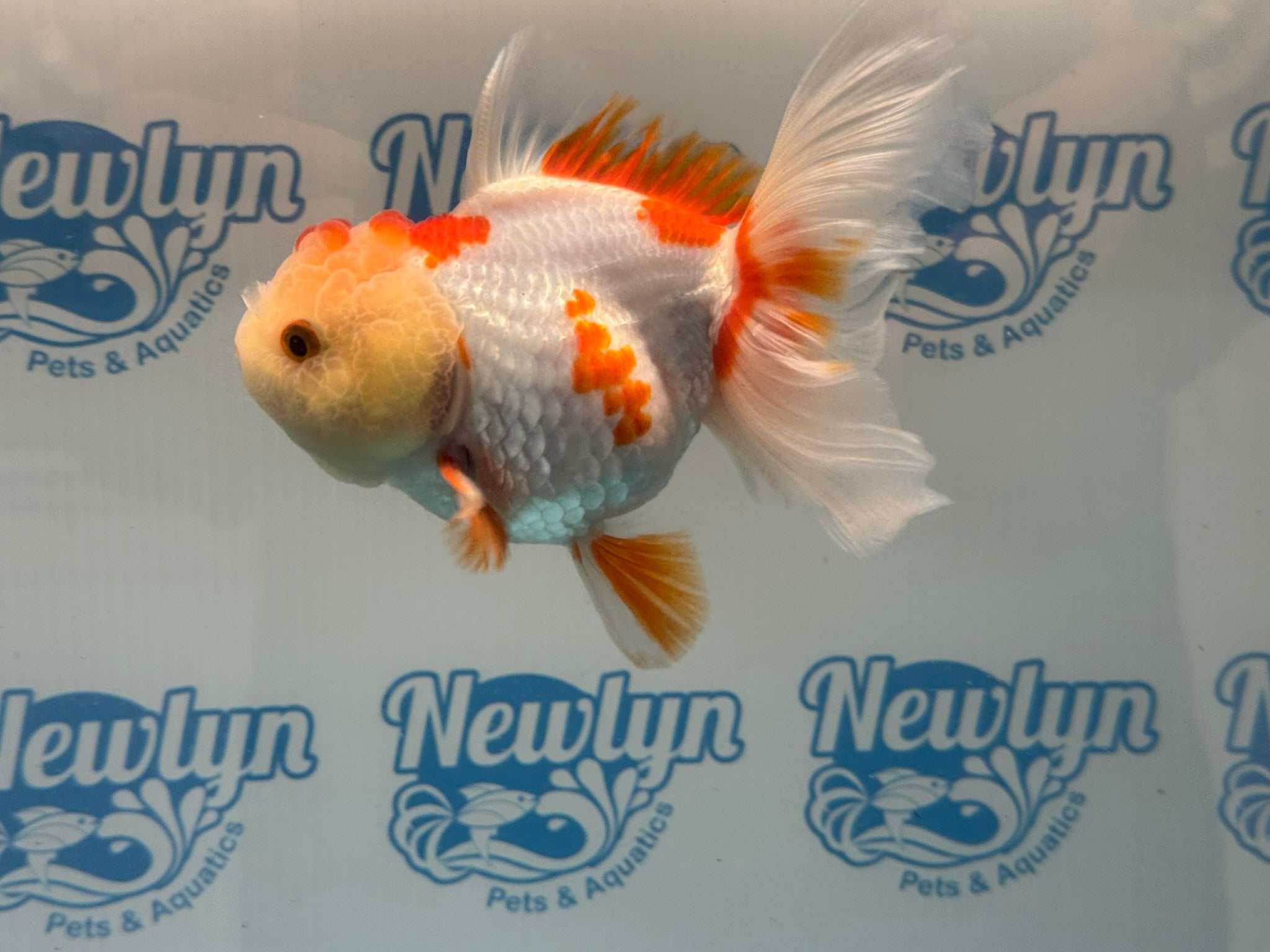Oranda 13cm OR5 (Fish in photo) - Newlyn - pets - Newlyn - pets - 