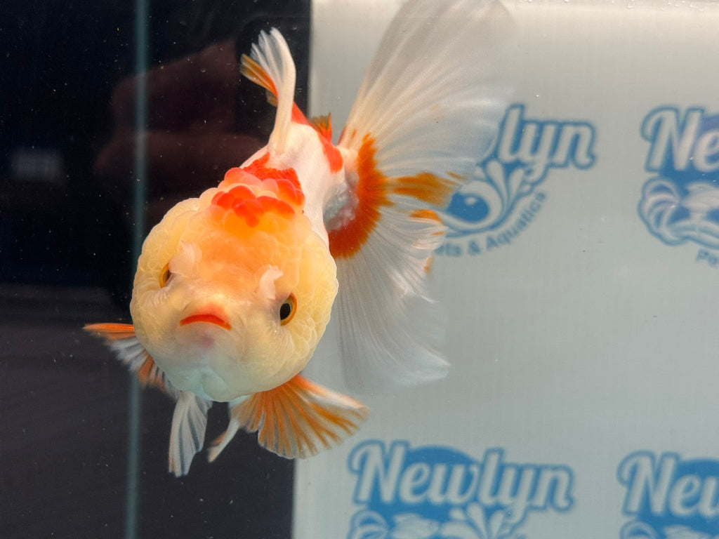 Oranda 13cm OR5 (Fish in photo) - Newlyn - pets - Newlyn - pets - 