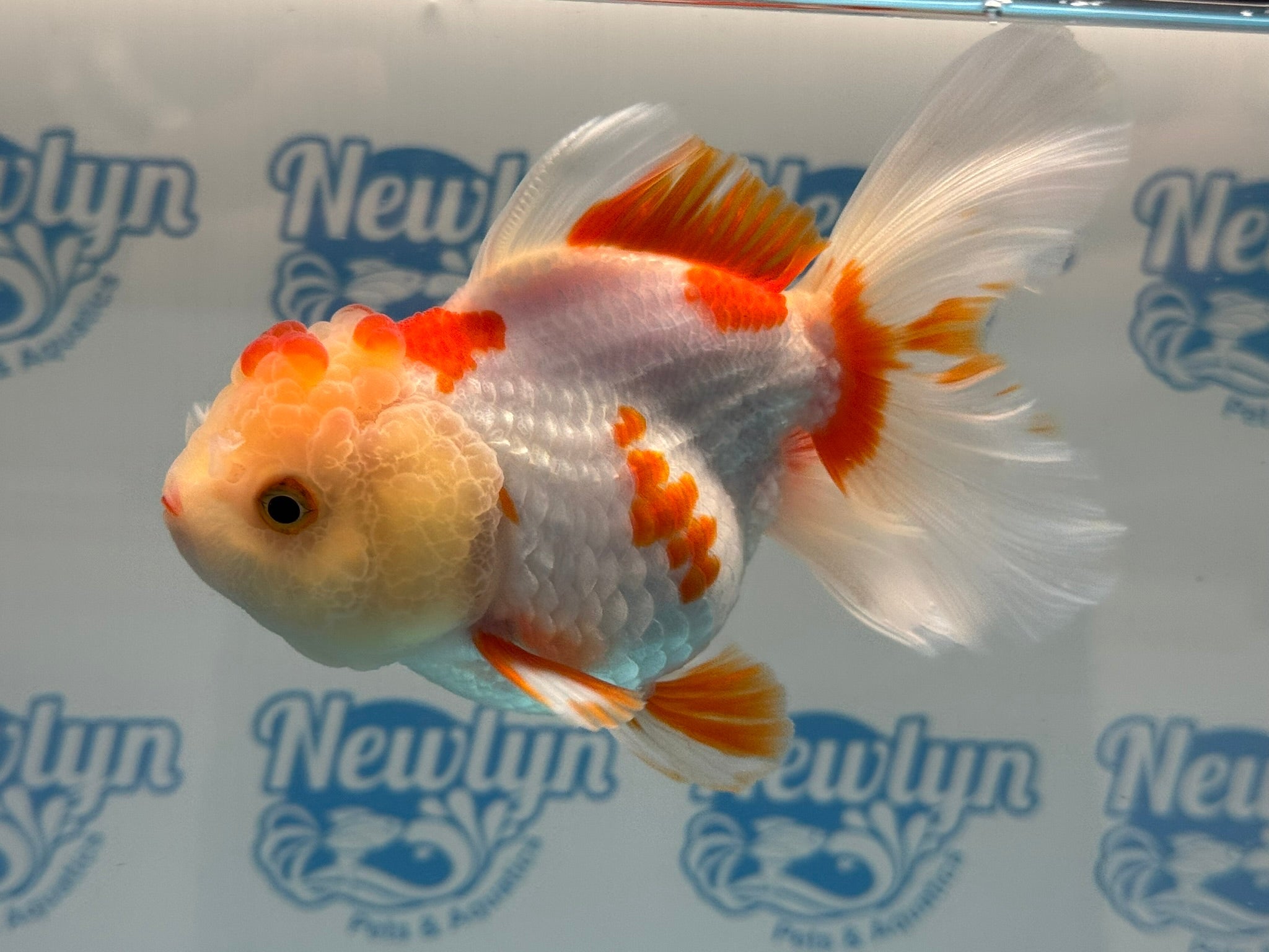 Oranda 13cm OR5 (Fish in photo) - Newlyn - pets - Newlyn - pets - 