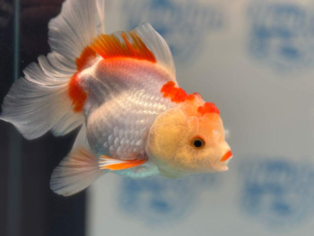 Oranda 13cm OR5 (Fish in photo) - Newlyn - pets - Newlyn - pets - 