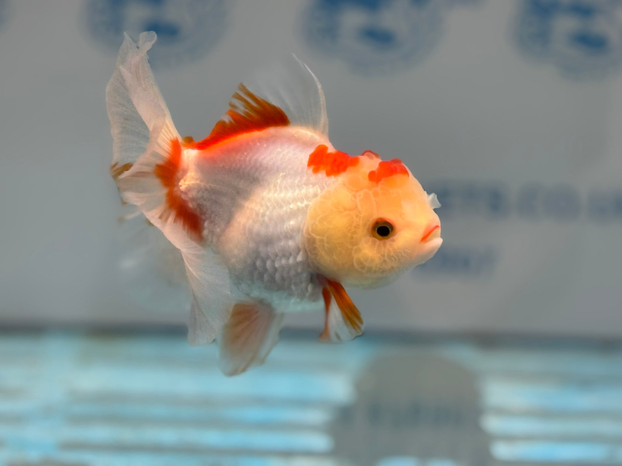 Oranda 13cm OR5 (Fish in photo) - Newlyn - pets - Newlyn - pets - 