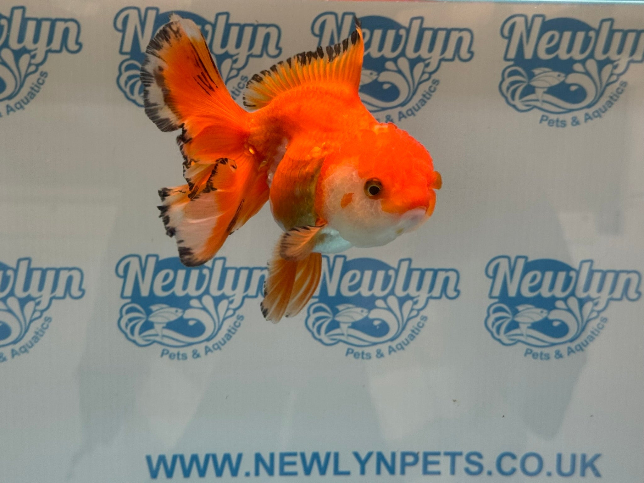 Oranda 14 - 15cm OR9hg (Fish in photo) - Newlyn - pets - Newlyn - pets - 